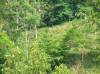 thumb_41_site02.jpg